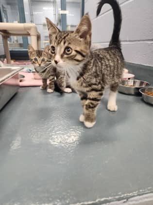 Sonnet - Domestic Shorthair/Mix available for adoption