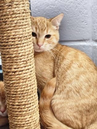 Lute - Domestic Shorthair/Mix available for adoption