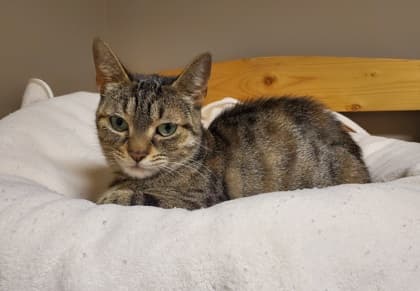 Avery - Domestic Shorthair/Mix available for adoption