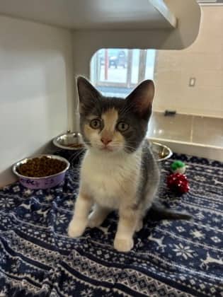 Penelope - Domestic Shorthair/Mix cat available for adoption at Humane Society of Kitchener Waterloo & Stratford Perth in Kitchener