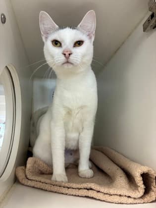 Princess - Domestic Shorthair/Mix cat available for adoption in Calgary