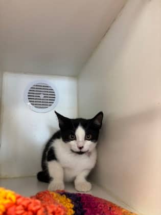 Levi - Domestic Shorthair/Mix available for adoption