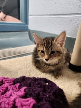 Lisa - Domestic Shorthair/Mix cat available for adoption at Humane Society of Kitchener Waterloo & Stratford Perth in Kitchener