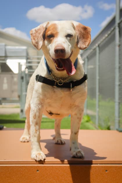 Chauncy - Mixed Breed available for adoption