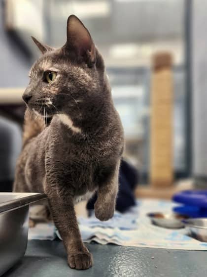 Persimmon - Domestic Shorthair/Mix available for adoption