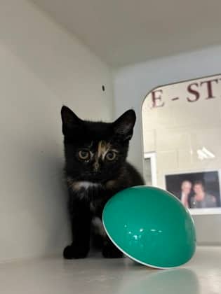 LaShay - Domestic Shorthair/Mix cat available for adoption at Humane Society of Kitchener Waterloo & Stratford Perth in Kitchener