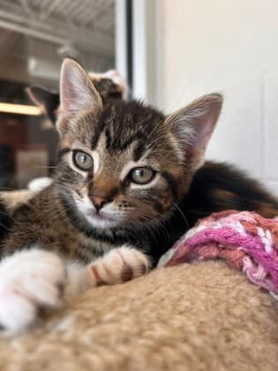 Missandei - Domestic Shorthair/Mix cat available for adoption at Humane Society of Kitchener Waterloo & Stratford Perth in Kitchener
