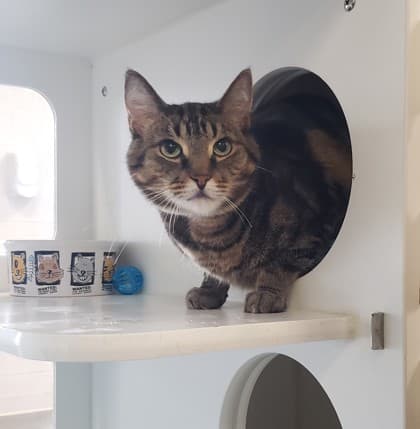 Tigger - Domestic Shorthair/Mix cat available for adoption at Humane Society of Kitchener Waterloo & Stratford Perth in Kitchener