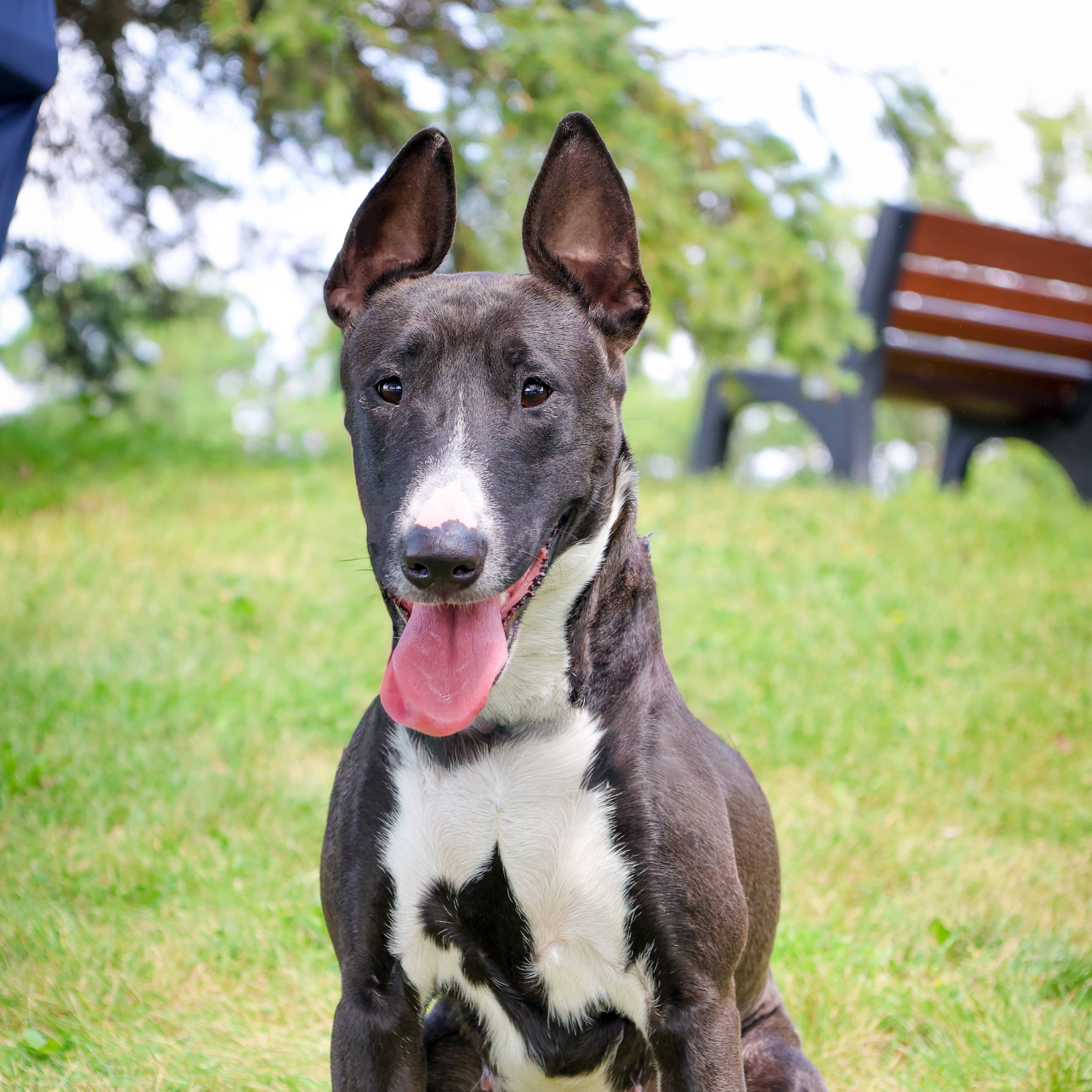 Raven - Mixed Breed available for adoption in Ontario