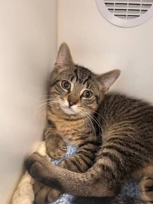 Navy - Domestic Shorthair/Mix available for adoption