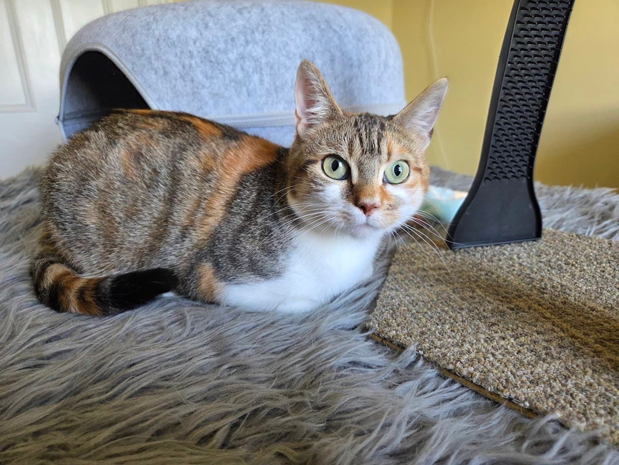 Mable - Domestic Shorthair/Mix cat available for adoption at Humane Society of Kitchener Waterloo & Stratford Perth in Kitchener