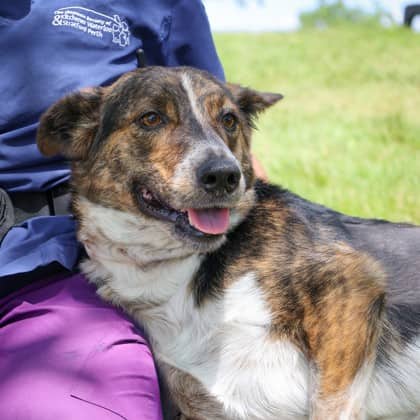 Lucy - Mixed Breed available for adoption in Ontario