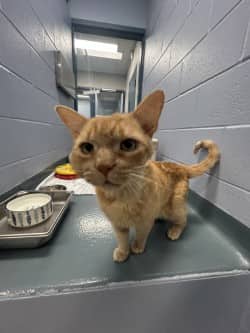 Oscar - Domestic Shorthair/Mix cat available for adoption at Humane Society of Kitchener Waterloo & Stratford Perth in Kitchener