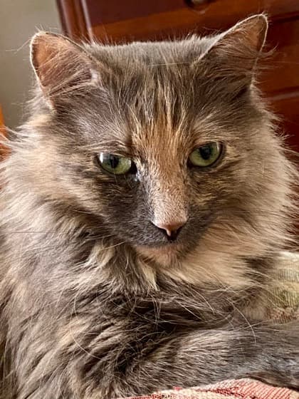 Mila - Domestic Longhair/Mix cat available for adoption in Calgary