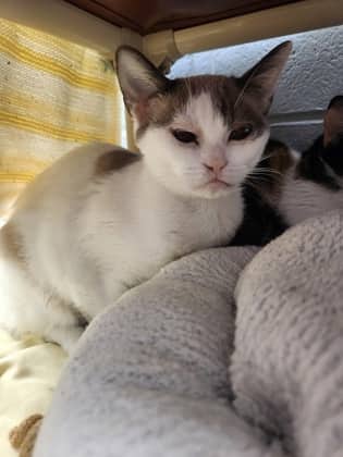 Butternut - Domestic Shorthair/Mix available for adoption