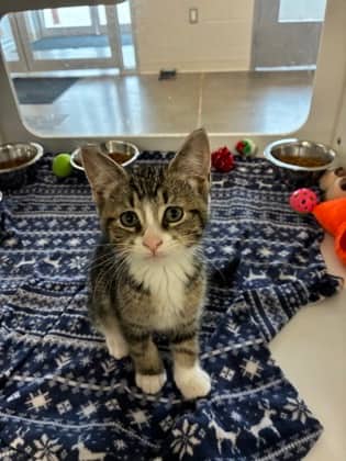 Marshal - Domestic Shorthair/Mix cat available for adoption at Humane Society of Kitchener Waterloo & Stratford Perth in Kitchener
