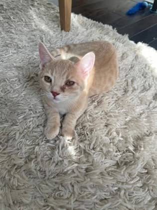 Tiger - Domestic Medium Hair/Mix cat available for adoption at Humane Society of Kitchener Waterloo & Stratford Perth in Kitchener