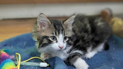 Pluto - Domestic Medium Hair/Mix available for adoption
