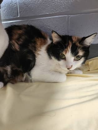 Honeynut - Domestic Shorthair/Mix cat available for adoption at Humane Society of Kitchener Waterloo & Stratford Perth in Kitchener