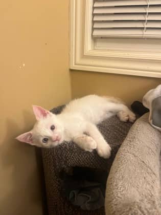 Ozzy - Domestic Shorthair/Mix cat available for adoption in Ontario