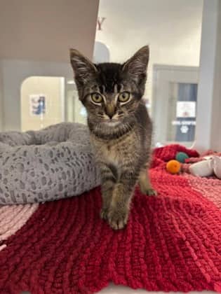 Trevor - Domestic Shorthair/Mix cat available for adoption at Humane Society of Kitchener Waterloo & Stratford Perth in Kitchener