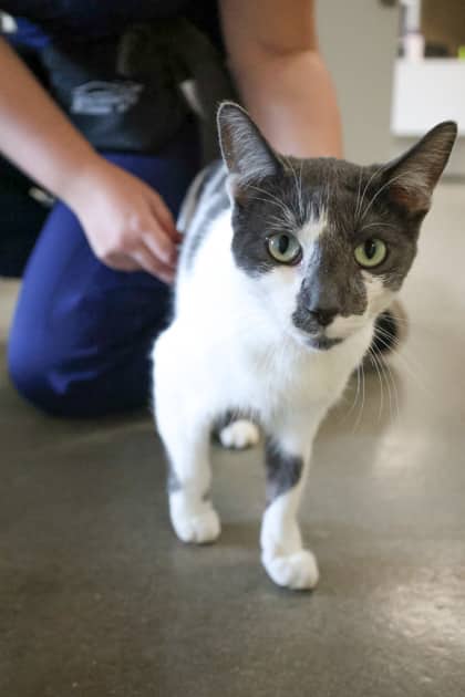 Jammers - Domestic Shorthair/Mix cat available for adoption in Calgary