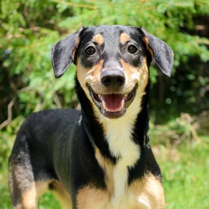 Frida - Mixed Breed available for adoption at Humane Society of Kitchener Waterloo & Stratford Perth in Kitchener