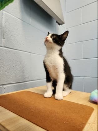 Coco - Domestic Shorthair/Mix cat available for adoption at Humane Society of Kitchener Waterloo & Stratford Perth in Kitchener