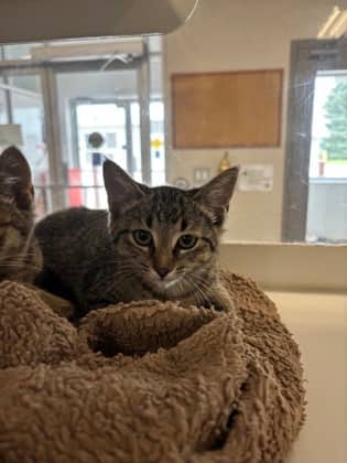 Sunny - Domestic Shorthair/Mix available for adoption