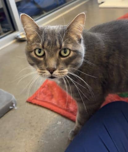 Kramer - Domestic Shorthair/Mix cat available for adoption at Humane Society of Kitchener Waterloo & Stratford Perth in Kitchener