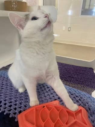 Coconut - Domestic Medium Hair/Mix cat available for adoption at Humane Society of Kitchener Waterloo & Stratford Perth in Kitchener