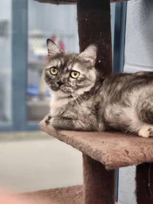Sierra Sparkles - Domestic Shorthair/Mix cat available for adoption at Humane Society of Kitchener Waterloo & Stratford Perth in Kitchener
