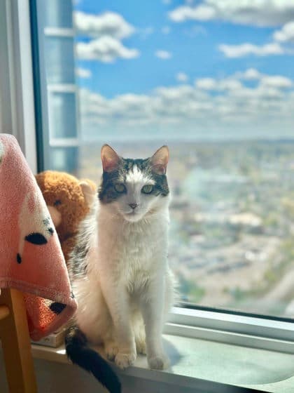 Gary - Domestic Shorthair/Mix cat available for adoption at Humane Society of Kitchener Waterloo & Stratford Perth in Kitchener