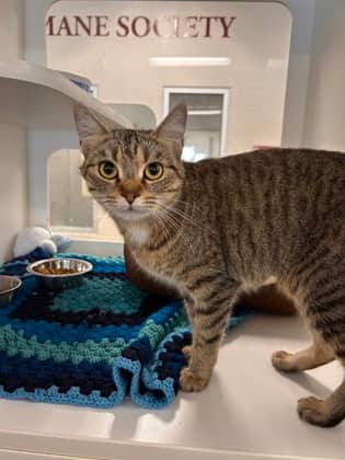 Flora - Domestic Shorthair/Mix cat available for adoption in Ontario