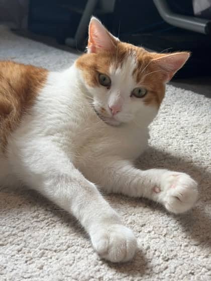 Anthony - Domestic Shorthair available for adoption