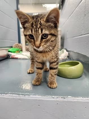 Biscotti - Domestic Shorthair/Mix cat available for adoption at Humane Society of Kitchener Waterloo & Stratford Perth in Kitchener