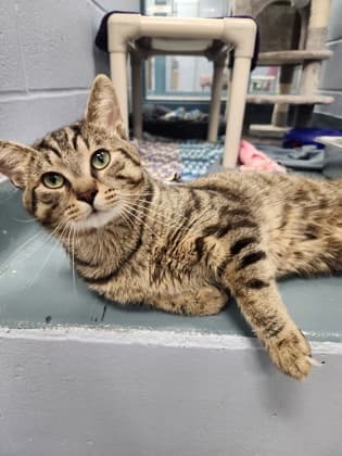 Duncan - Domestic Shorthair/Mix available for adoption