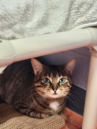 Moss - Domestic Shorthair/Mix available for adoption