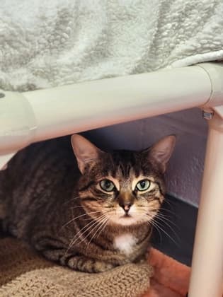 Moss - Domestic Shorthair/Mix cat available for adoption at Humane Society of Kitchener Waterloo & Stratford Perth in Kitchener
