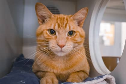 Chilli Cheese - Domestic Shorthair/Mix available for adoption