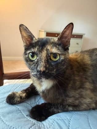 Plum - Domestic Shorthair/Mix available for adoption