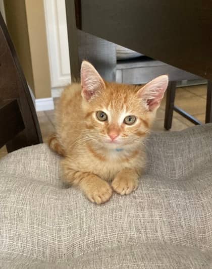 Jagger - Domestic Shorthair/Mix cat available for adoption at Humane Society of Kitchener Waterloo & Stratford Perth in Kitchener