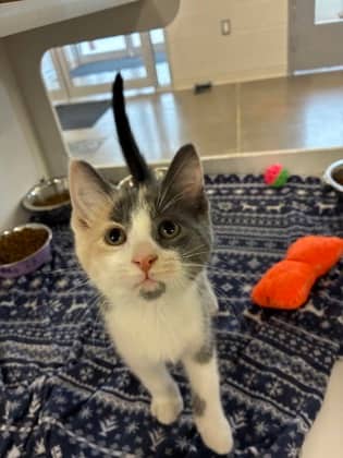 Skye - Domestic Shorthair/Mix available for adoption
