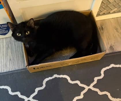 Luna - Domestic Shorthair/Mix available for adoption