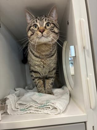 Peeve - Domestic Shorthair/Mix cat available for adoption in Calgary