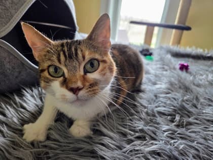 Mable - Domestic Shorthair/Mix available for adoption