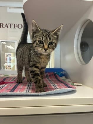 Toulouse - Domestic Shorthair/Mix available for adoption