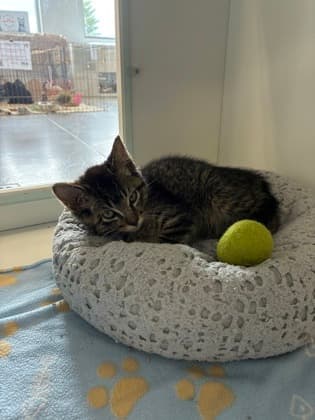 Enchilada - Domestic Medium Hair/Mix cat available for adoption at Humane Society of Kitchener Waterloo & Stratford Perth in Kitchener