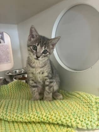 Poppy - Domestic Shorthair/Mix cat available for adoption at Humane Society of Kitchener Waterloo & Stratford Perth in Kitchener