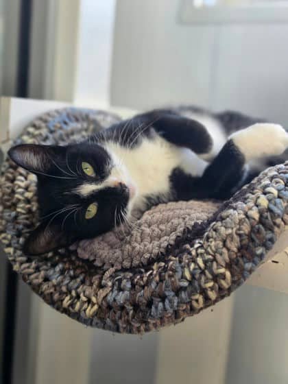 Boo - Domestic Shorthair/Mix available for adoption